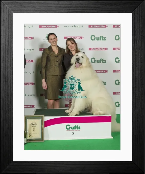 Framed Print : Crufts 2016 Best of Breed Framed Print : Crufts 2016 Best of Breed