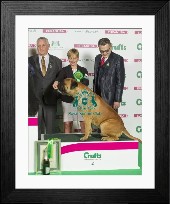 Framed Print : Crufts 2016 Best of Breed Framed Print : Crufts 2016 Best of Breed