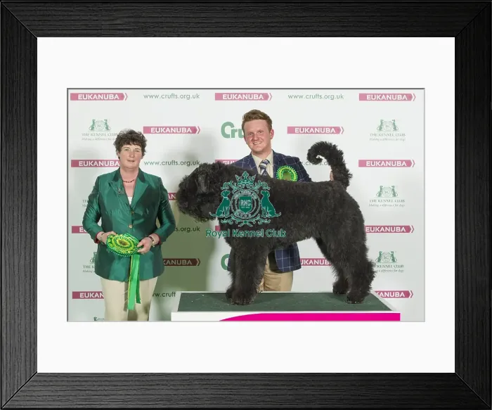 Framed Print : Crufts 2016 Best of Breed Framed Print : Crufts 2016 Best of Breed
