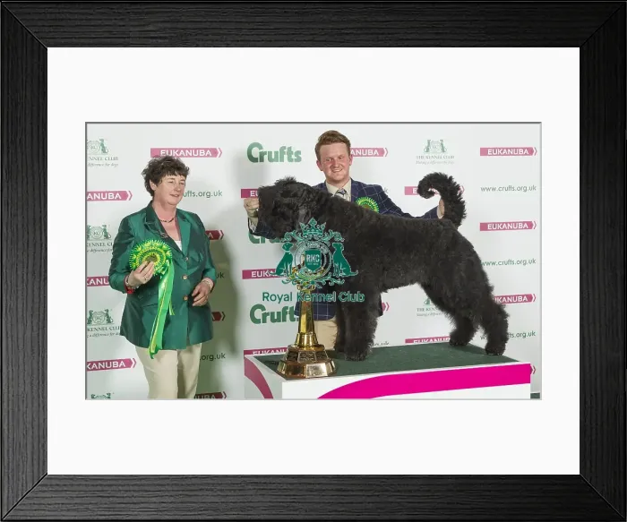 Framed Print : Crufts 2016 Best of Breed Framed Print : Crufts 2016 Best of Breed