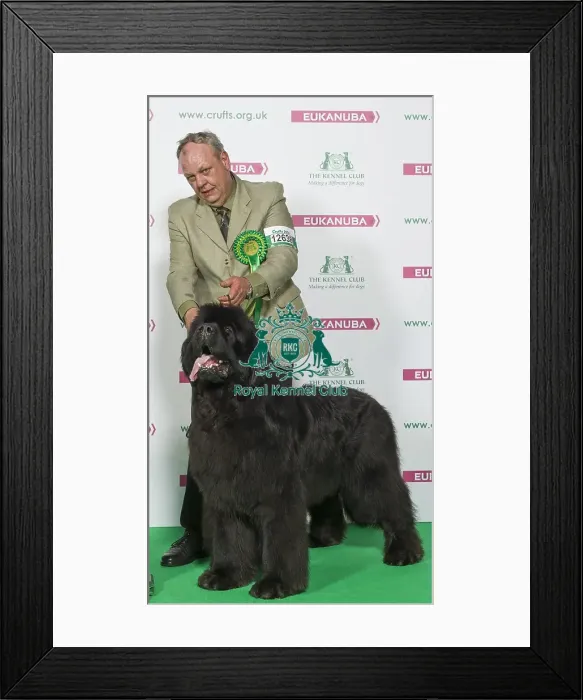 Framed Print : Crufts 2016 Best of Breed Framed Print : Crufts 2016 Best of Breed