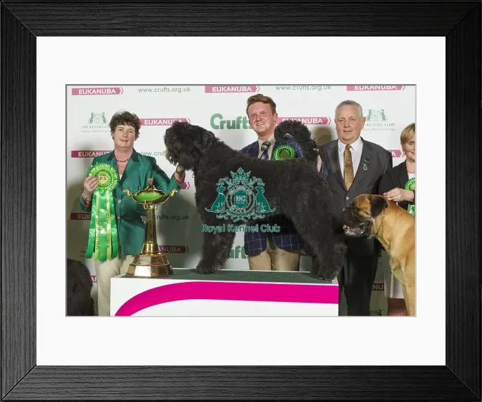 Framed Print : Crufts 2016 Best of Breed Framed Print : Crufts 2016 Best of Breed