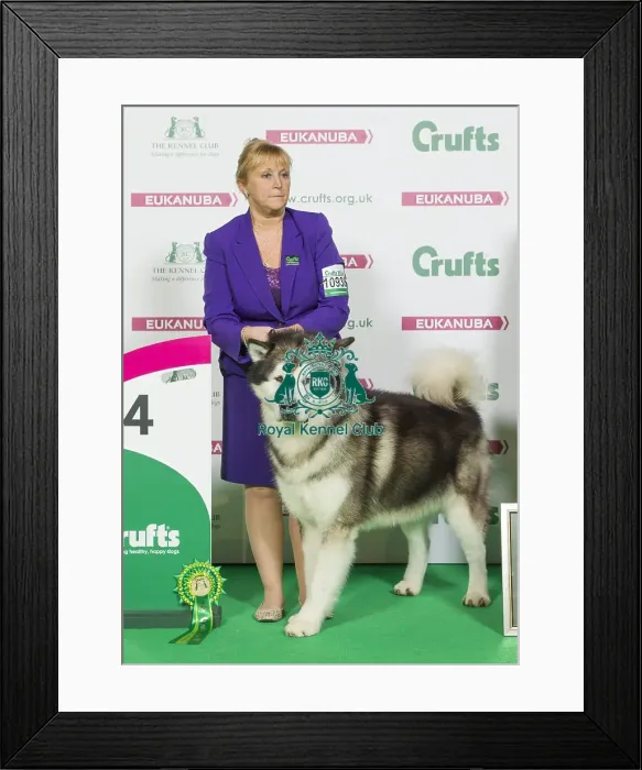 Framed Print : Crufts 2016 Best of Breed Framed Print : Crufts 2016 Best of Breed