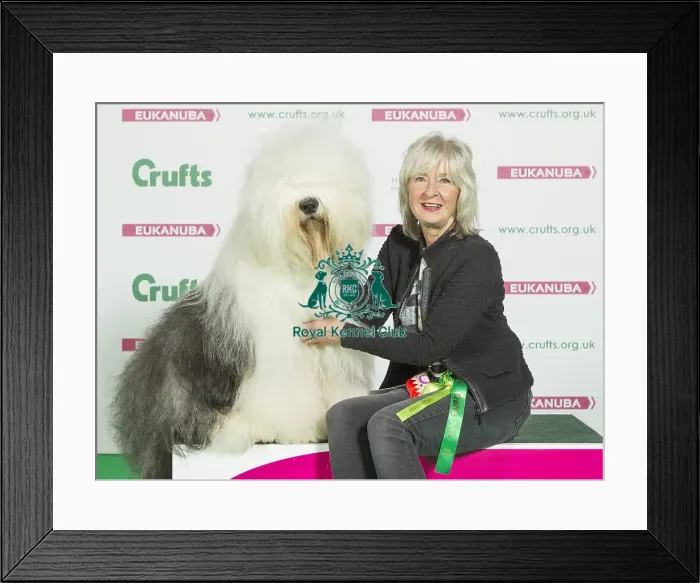 Framed Print : Crufts 2016 Best of Breed Framed Print : Crufts 2016 Best of Breed