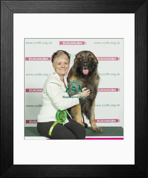 Framed Print : Crufts 2016 Best of Breed Framed Print : Crufts 2016 Best of Breed