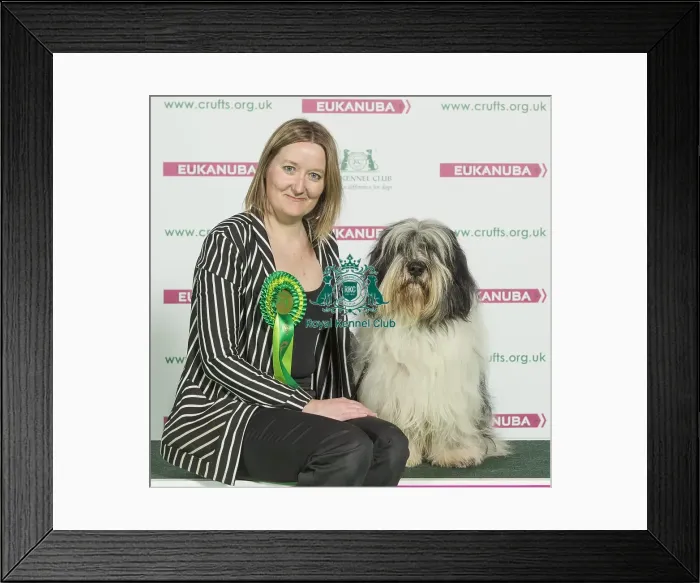 Framed Print : Crufts 2016 Best of Breed Framed Print : Crufts 2016 Best of Breed