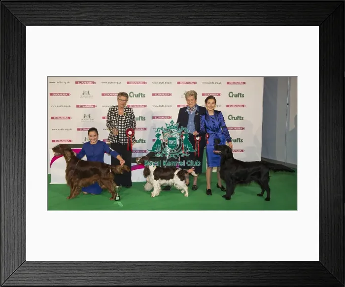 Framed Print : Crufts 2016 Best of Breed Framed Print : Crufts 2016 Best of Breed