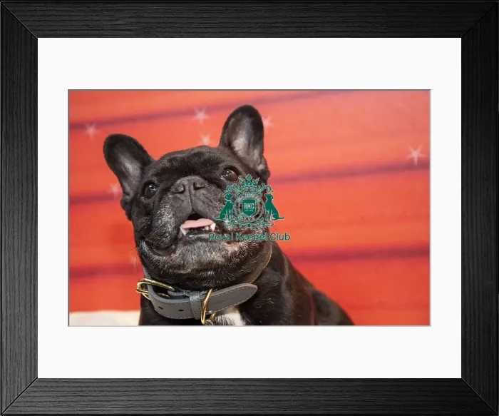 Framed Print : Crufts 2016 Framed Print : Crufts 2016