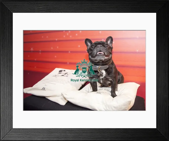 Framed Print : Crufts 2016 Framed Print : Crufts 2016