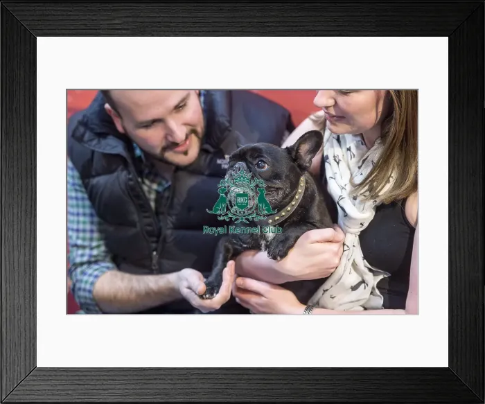 Framed Print : Crufts 2016 Framed Print : Crufts 2016