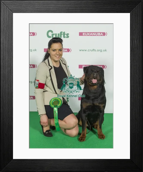 Framed Print : Crufts 2016 Best of Breed Framed Print : Crufts 2016 Best of Breed