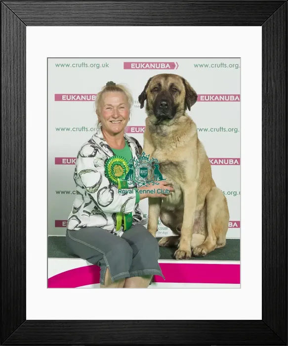 Framed Print : Crufts 2016 Best of Breed Framed Print : Crufts 2016 Best of Breed
