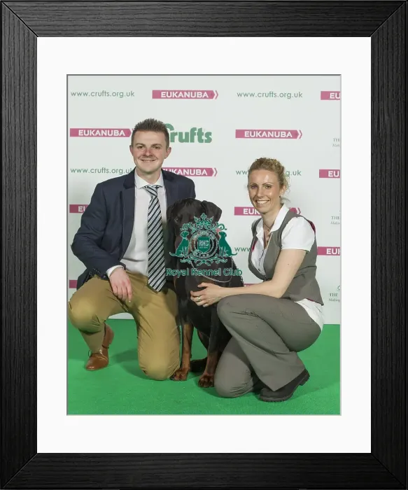 Framed Print : Crufts 2016 Best of Breed Framed Print : Crufts 2016 Best of Breed