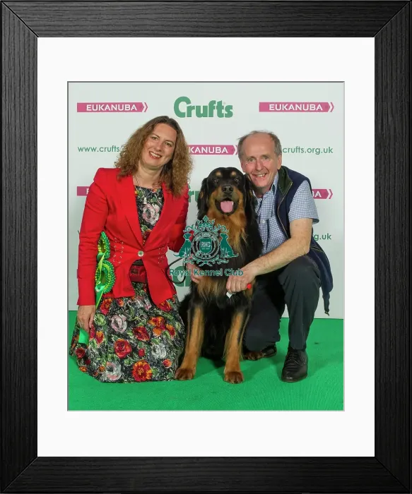 Framed Print : Crufts 2016 Best of Breed Framed Print : Crufts 2016 Best of Breed