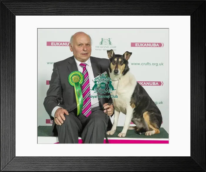 Framed Print : Crufts 2016 Best of Breed Framed Print : Crufts 2016 Best of Breed