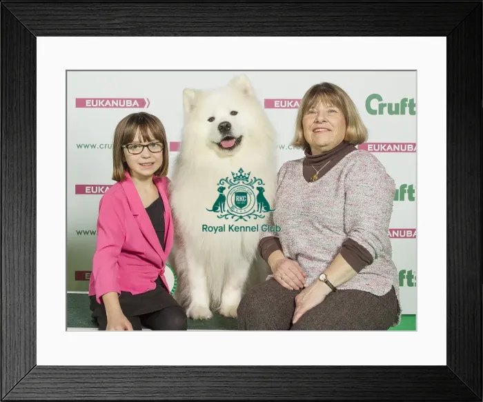 Framed Print : Crufts 2016 Best of Breed Framed Print : Crufts 2016 Best of Breed