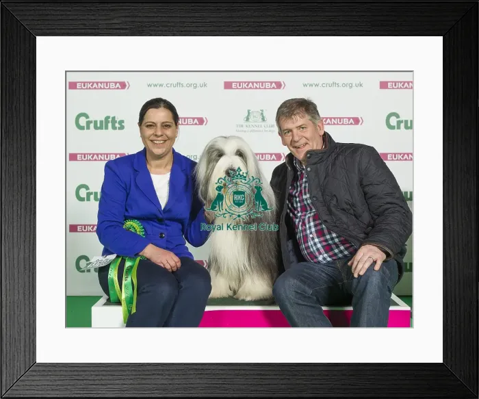 Framed Print : Crufts 2016 Best of Breed Framed Print : Crufts 2016 Best of Breed