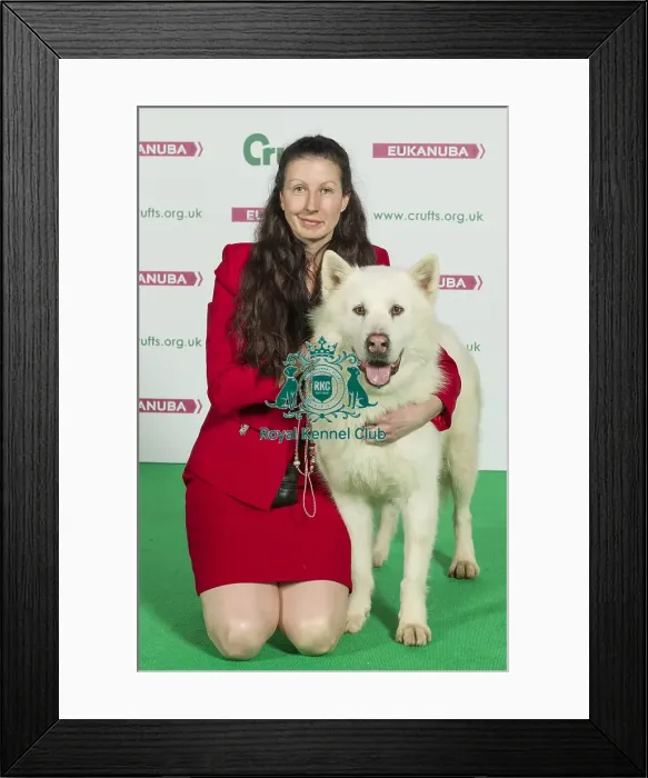 Framed Print : Crufts 2016 Best of Breed Framed Print : Crufts 2016 Best of Breed