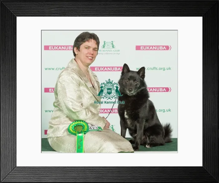 Framed Print : Crufts 2016 Best of Breed Framed Print : Crufts 2016 Best of Breed