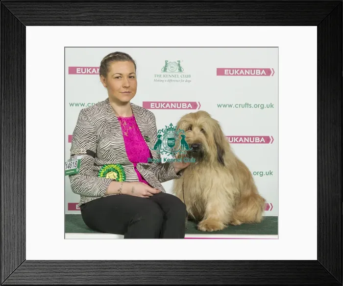 Framed Print : Crufts 2016 Best of Breed Framed Print : Crufts 2016 Best of Breed