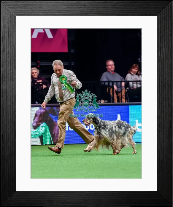 Framed Print : Crufts 2016 Best of Breed Framed Print : Crufts 2016 Best of Breed
