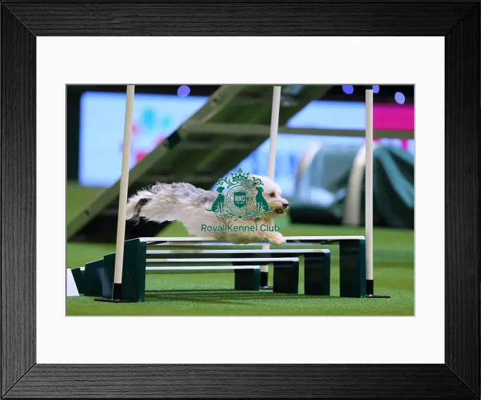 Framed Print : Crufts 2016 Framed Print : Crufts 2016