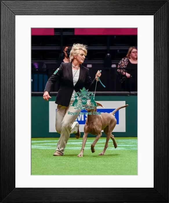 Framed Print : Crufts 2016 Best of Breed Framed Print : Crufts 2016 Best of Breed