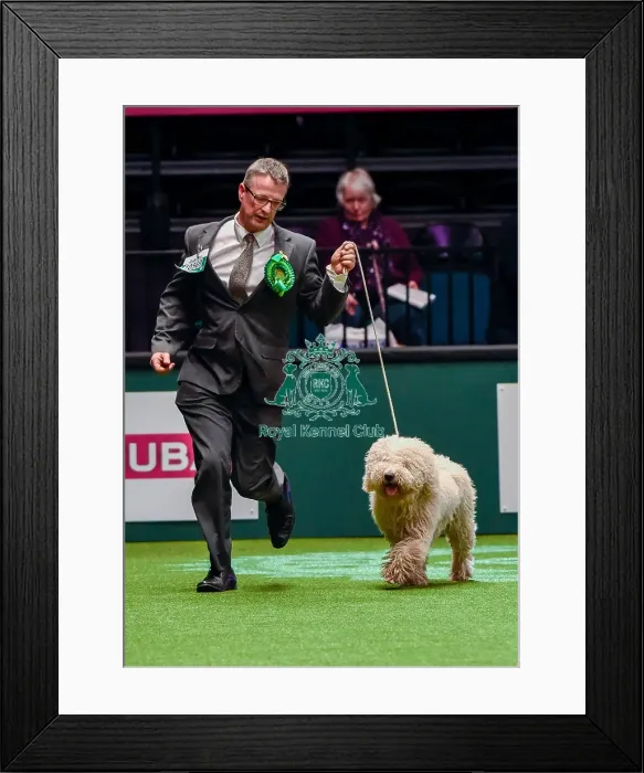 Framed Print : Crufts 2016 Best of Breed Framed Print : Crufts 2016 Best of Breed