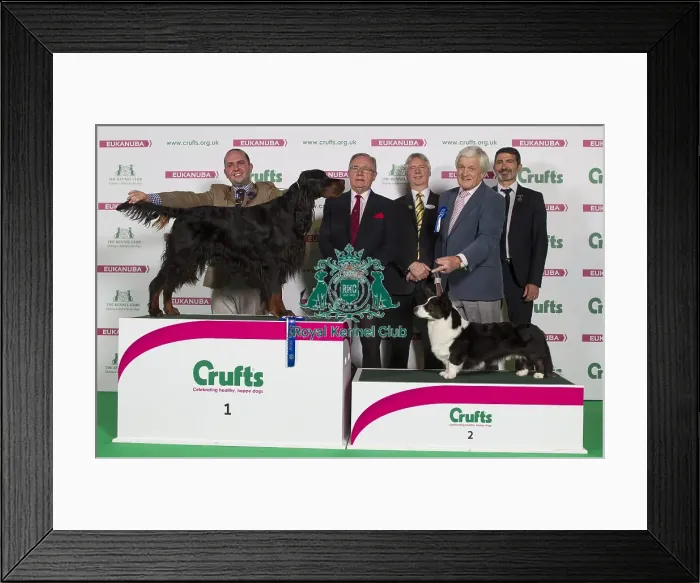 Framed Print : Crufts 2016 Best of Breed Framed Print : Crufts 2016 Best of Breed