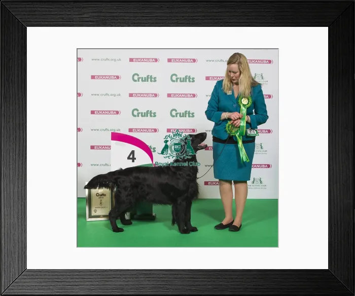Framed Print : Crufts 2016 Best of Breed Framed Print : Crufts 2016 Best of Breed