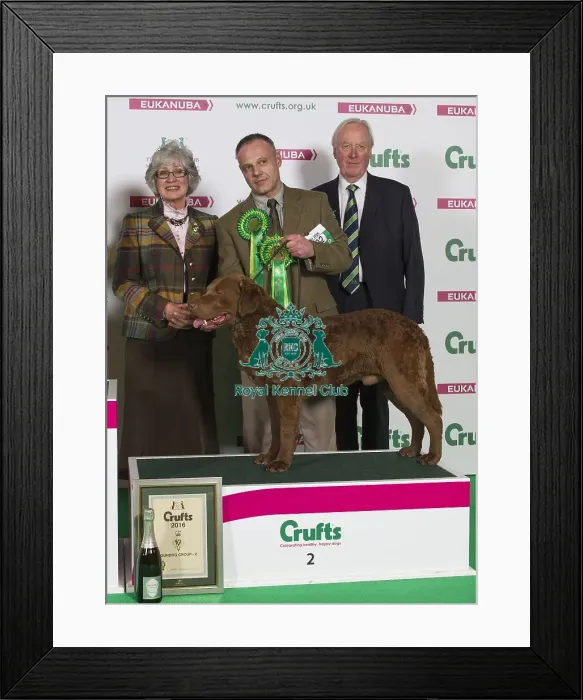 Framed Print : Crufts 2016 Best of Breed Framed Print : Crufts 2016 Best of Breed