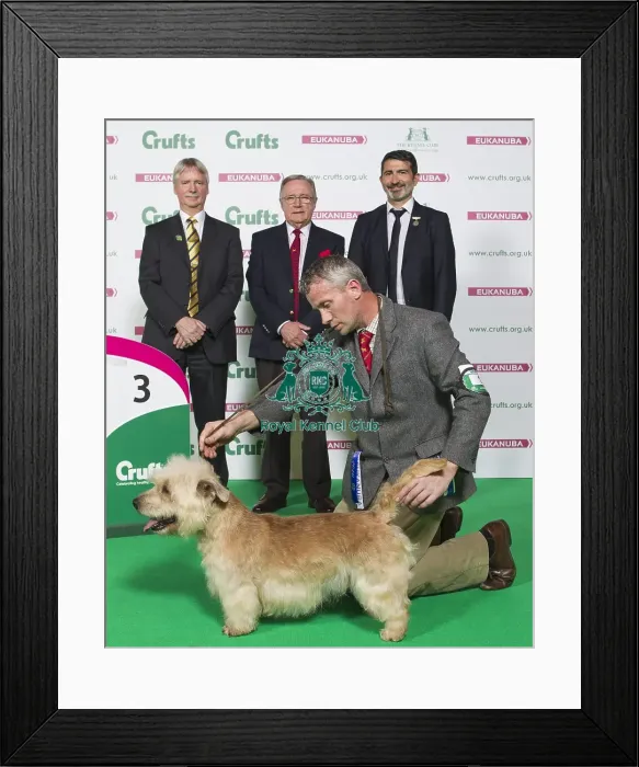 Framed Print : Crufts 2016 Best of Breed Framed Print : Crufts 2016 Best of Breed