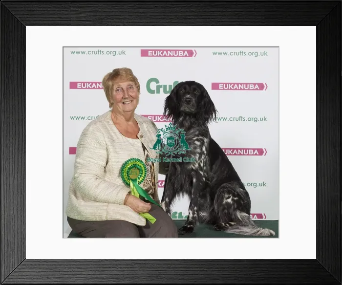 Framed Print : Crufts 2016 Best of Breed Framed Print : Crufts 2016 Best of Breed