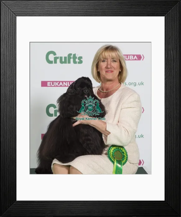 Framed Print : Crufts 2016 Best of Breed Framed Print : Crufts 2016 Best of Breed