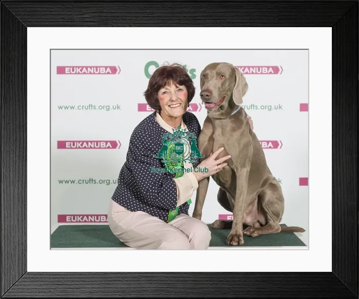 Framed Print : Crufts 2016 Best of Breed Framed Print : Crufts 2016 Best of Breed