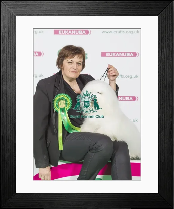 Framed Print : Crufts 2016 Best of Breed Framed Print : Crufts 2016 Best of Breed
