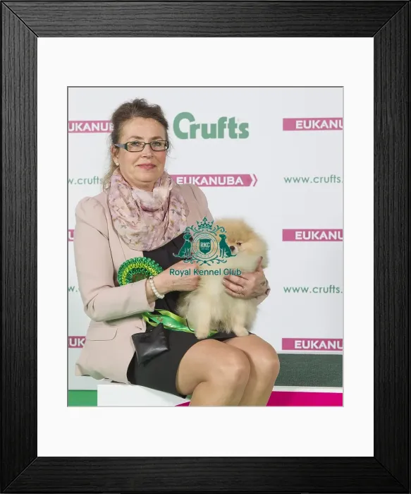 Framed Print : Crufts 2016 Best of Breed Framed Print : Crufts 2016 Best of Breed