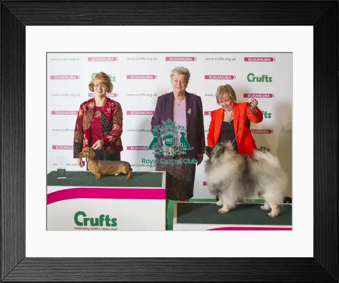 Framed Print : Crufts 2016 Best of Breed Framed Print : Crufts 2016 Best of Breed