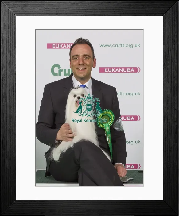 Framed Print : Crufts 2016 Best of Breed Framed Print : Crufts 2016 Best of Breed