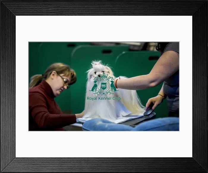 Framed Print : Crufts 2016