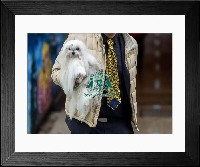 Framed Print : Crufts 2016