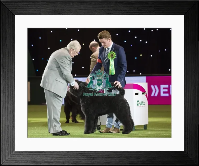 Framed Print : Best in Show, Crufts 2016 Framed Print : Best in Show, Crufts 2016