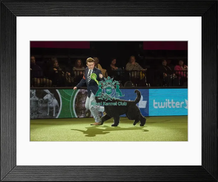 Framed Print : Best in Show, Crufts 2016 Framed Print : Best in Show, Crufts 2016