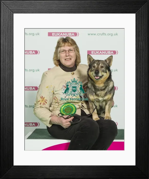 Framed Print : Crufts 2016 Best of Breed Framed Print : Crufts 2016 Best of Breed