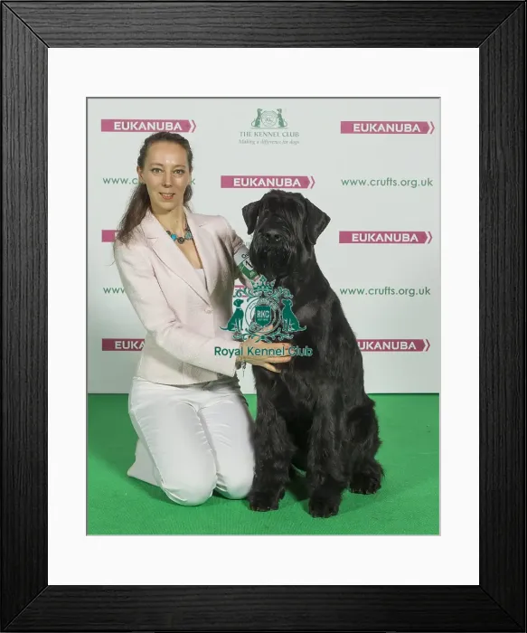Framed Print : Crufts 2016 Best of Breed Framed Print : Crufts 2016 Best of Breed