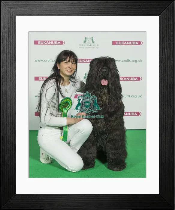 Framed Print : Crufts 2016 Best of Breed Framed Print : Crufts 2016 Best of Breed