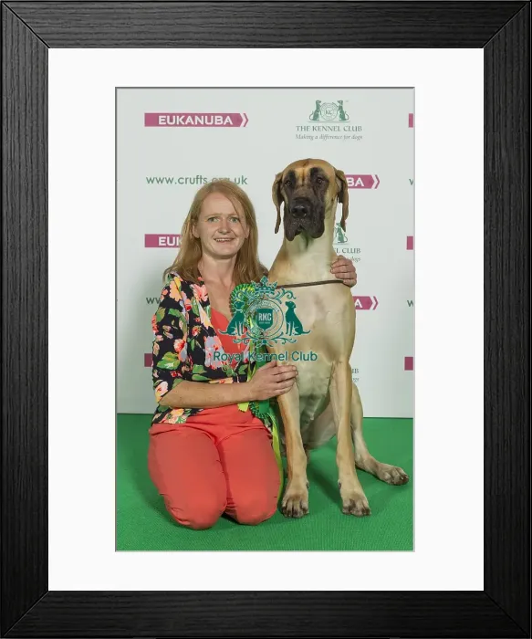 Framed Print : Crufts 2016 Best of Breed Framed Print : Crufts 2016 Best of Breed