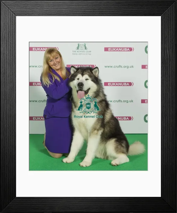 Framed Print : Crufts 2016 Best of Breed Framed Print : Crufts 2016 Best of Breed