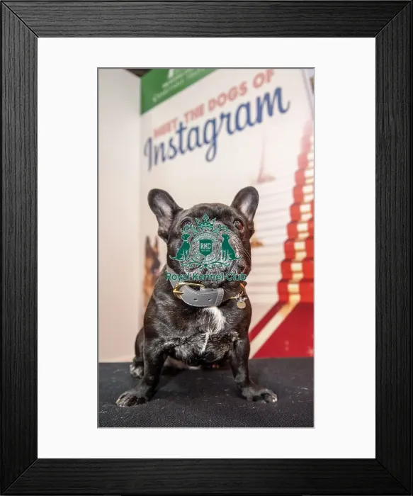 Framed Print : Crufts 2016