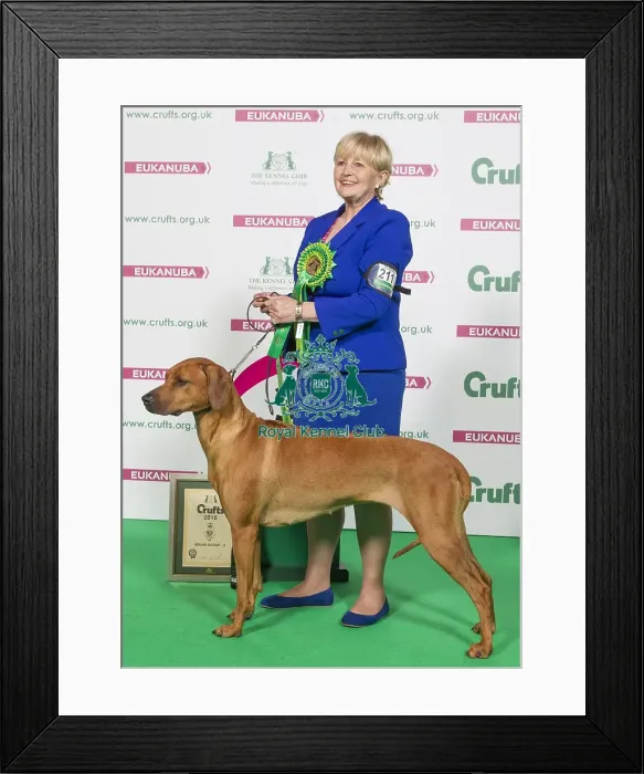 Framed Print : Crufts 2016 Best of Breed Framed Print : Crufts 2016 Best of Breed